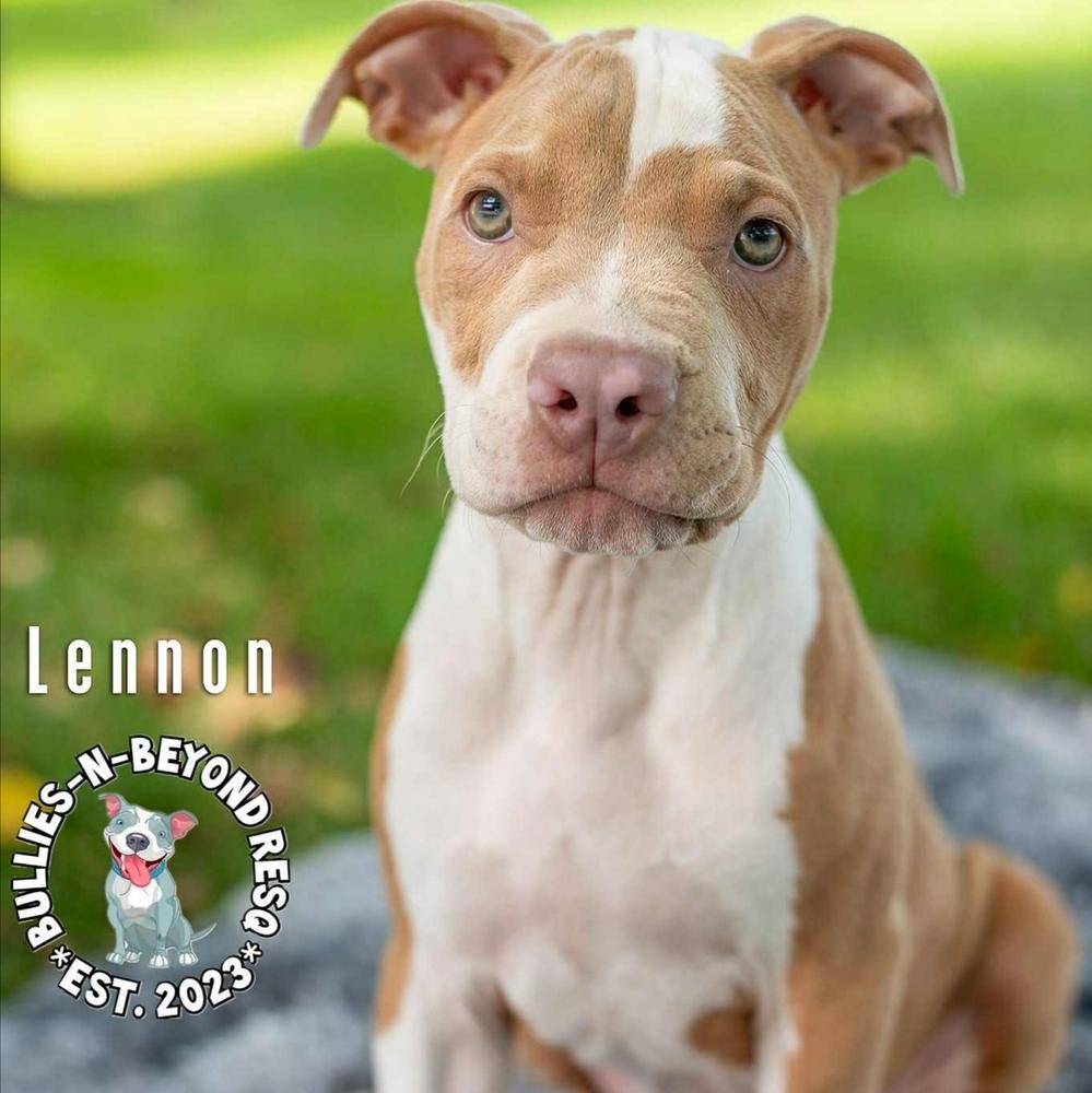 Litter of 6: Lennon, Adoptable, Puppy Female Staffordshire Bull Terrier.