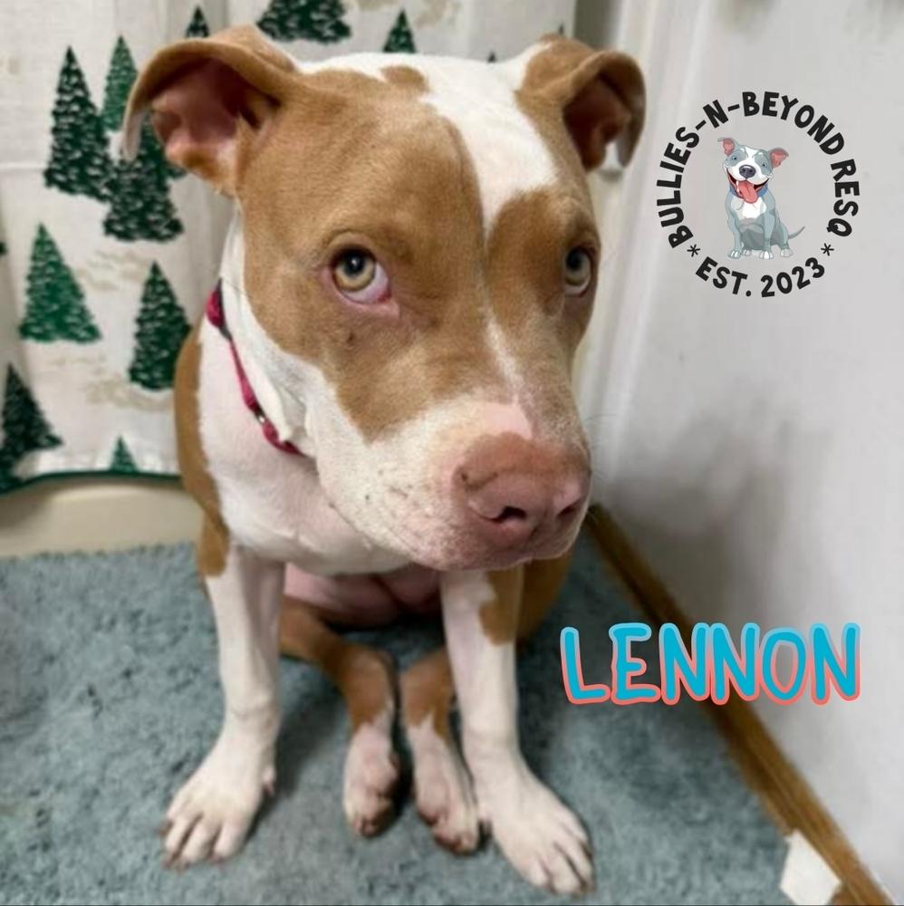 Enlarge Litter of 6: Lennon, a Adoptable mixed breed in Omaha, NE image 2/6