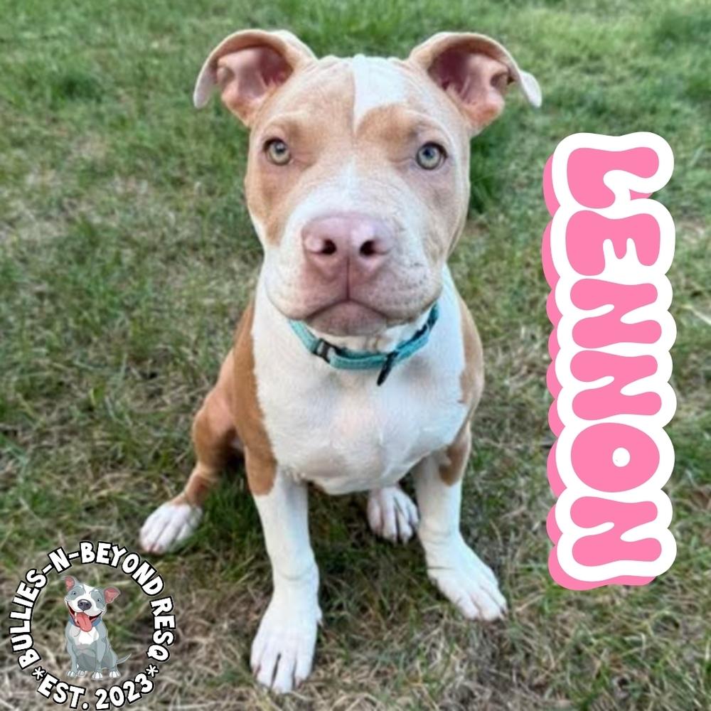 Enlarge Litter of 6: Lennon, a Adoptable mixed breed in Omaha, NE image 4/6