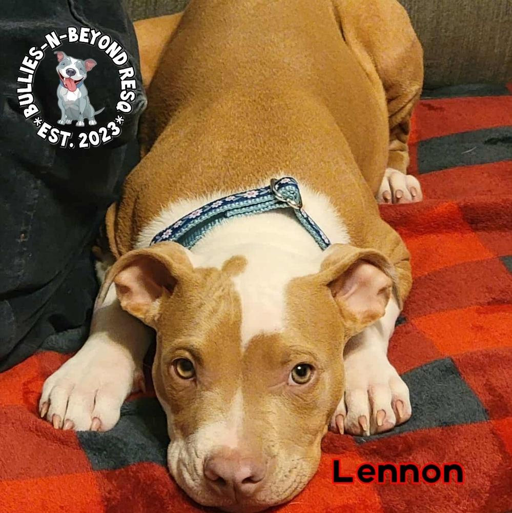 Enlarge Litter of 6: Lennon, a Adoptable mixed breed in Omaha, NE image 6/6