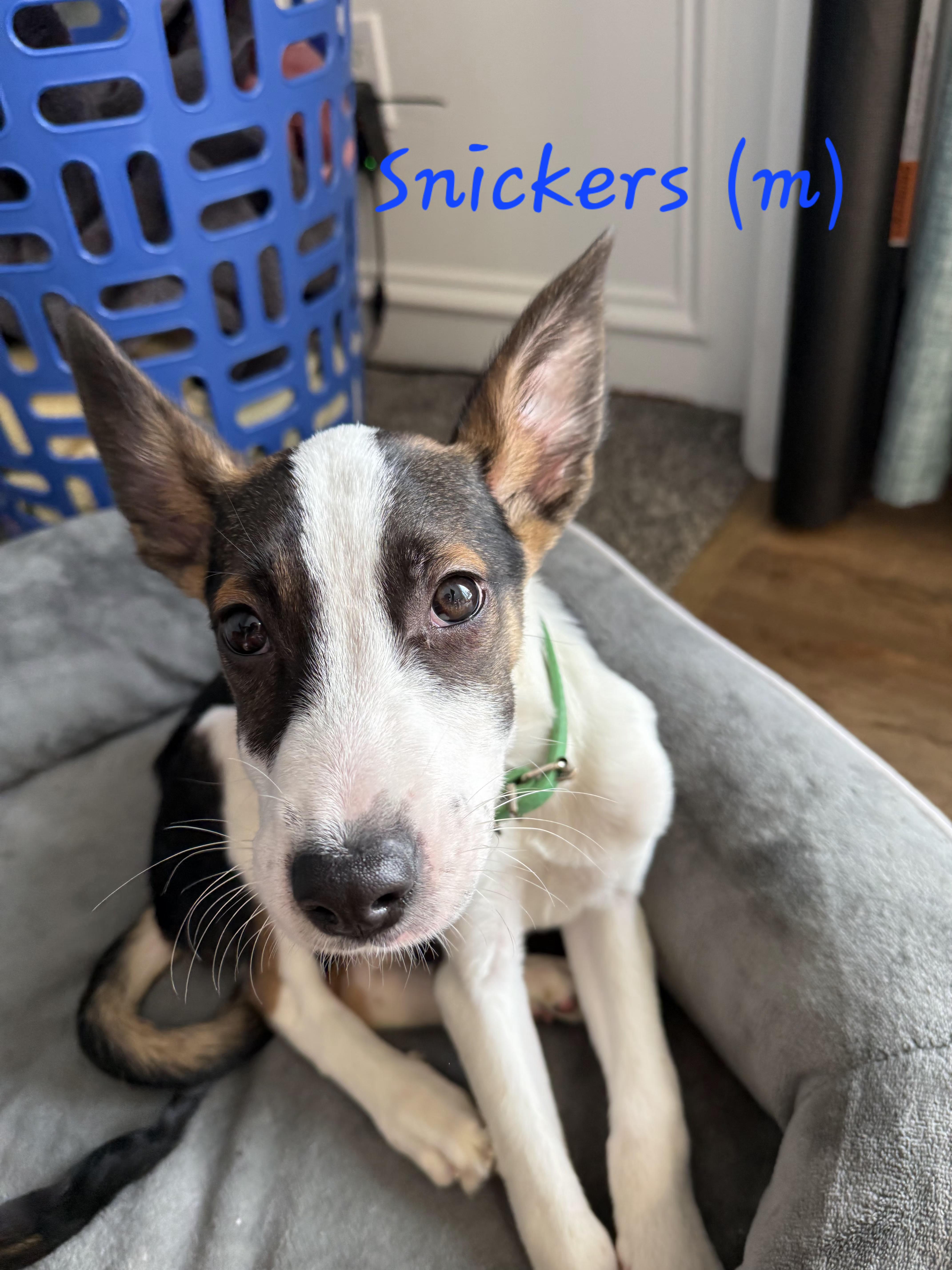 Snickers, adopted, Puppy Female Mixed Breed & Border Collie.
