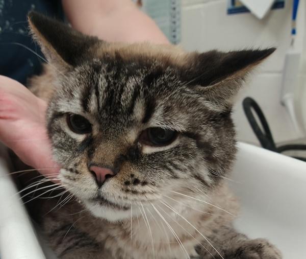 Vilo 46330, a Adoptable mixed breed in Pocatello, ID image 2/2