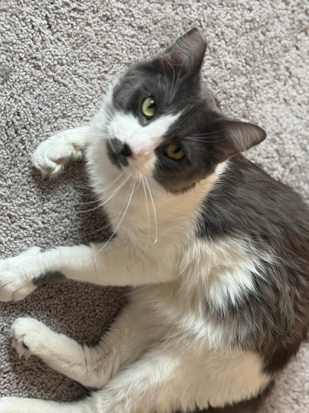 Bandit, an adoptable Domestic Short Hair in Las Vegas, NV, 89101 | Photo Image 1