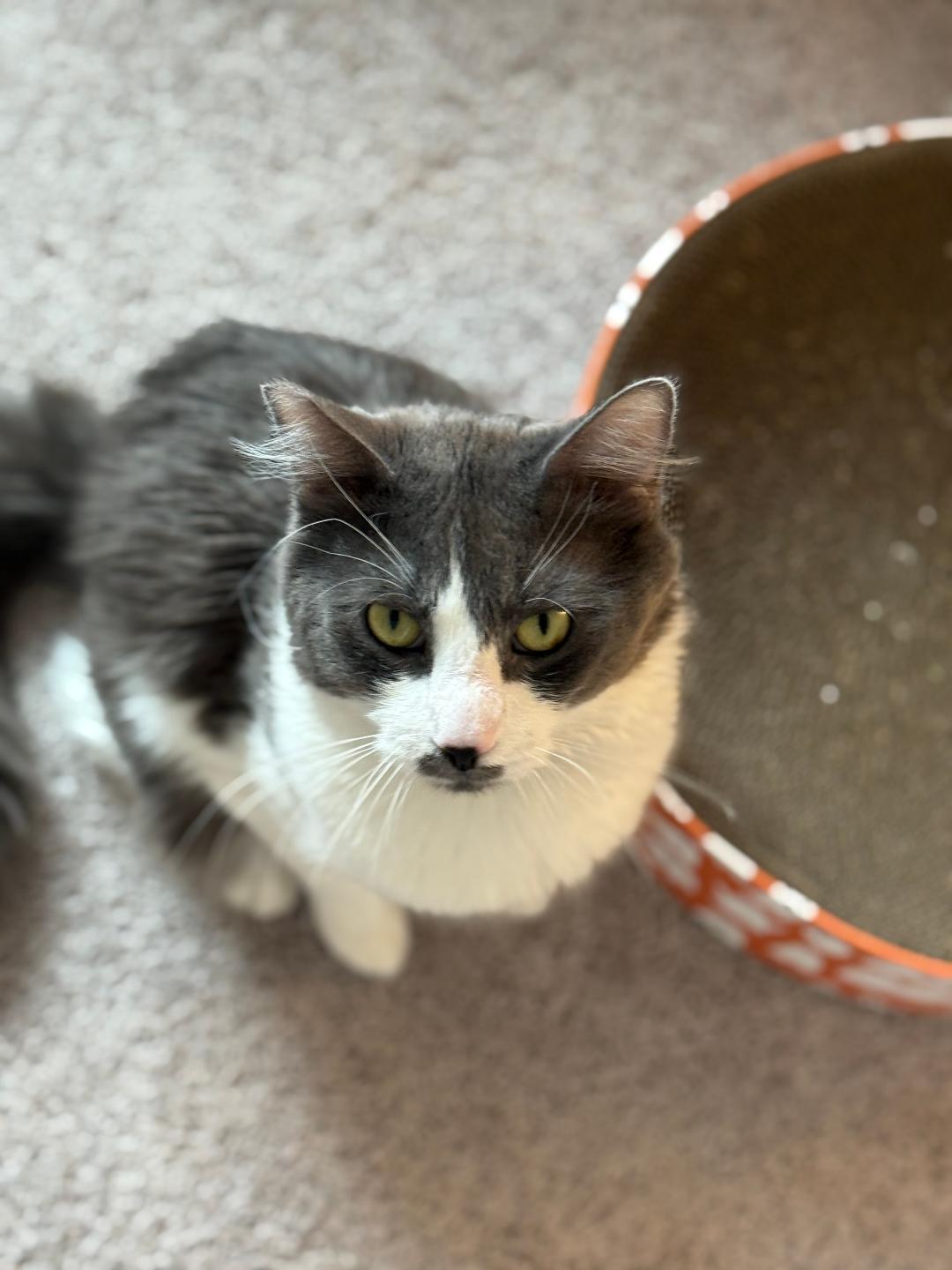Bandit, an adoptable Domestic Short Hair in Las Vegas, NV, 89101 | Photo Image 5