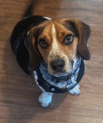 Roscoe