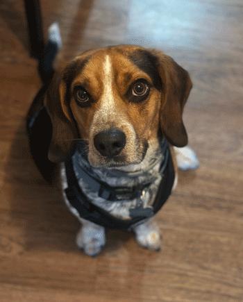 Roscoe