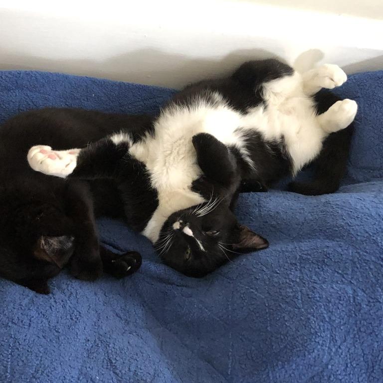 Ozzy, Adoptable, Young Male Domestic Medium Hair.