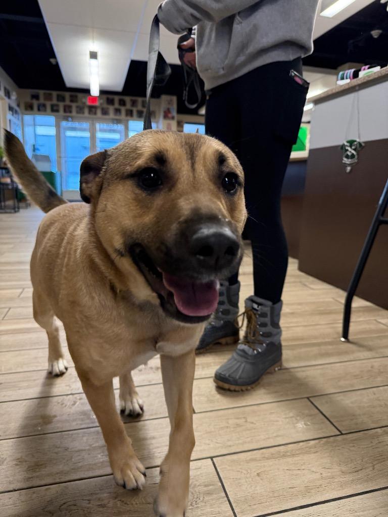 Lydia, Adoptable, Adult Female Shepherd.