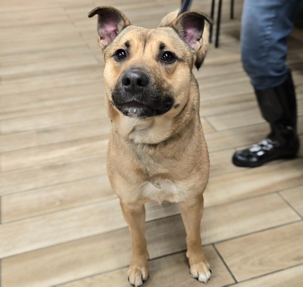 Enlarge Lydia, a Adoptable mixed breed in North Syracuse, NY image 2/2