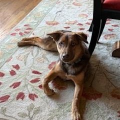 Enlarge Trixie, a Adoptable mixed breed in Little Rock, AR image 6/6