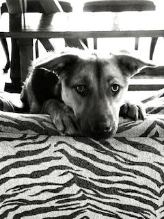 Enlarge Trixie, a Adoptable mixed breed in Little Rock, AR image 3/6