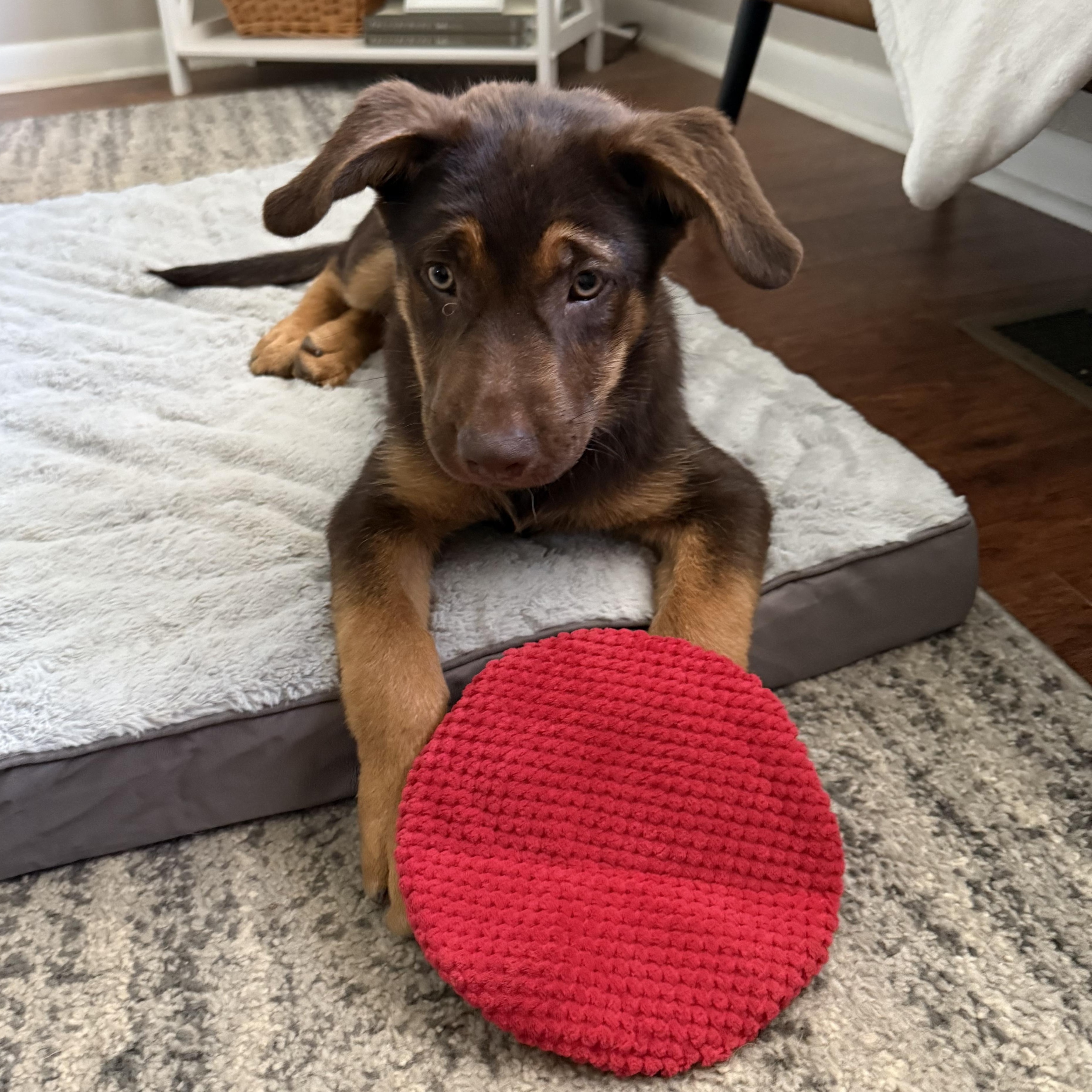 Trixie, a Adoptable mixed breed in Little Rock, AR image 1/6