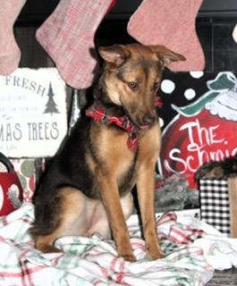 Enlarge Trixie, a Adoptable mixed breed in Little Rock, AR image 5/5