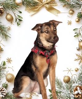 Trixie, Adoptable, Young Female Shepherd & Mixed Breed.