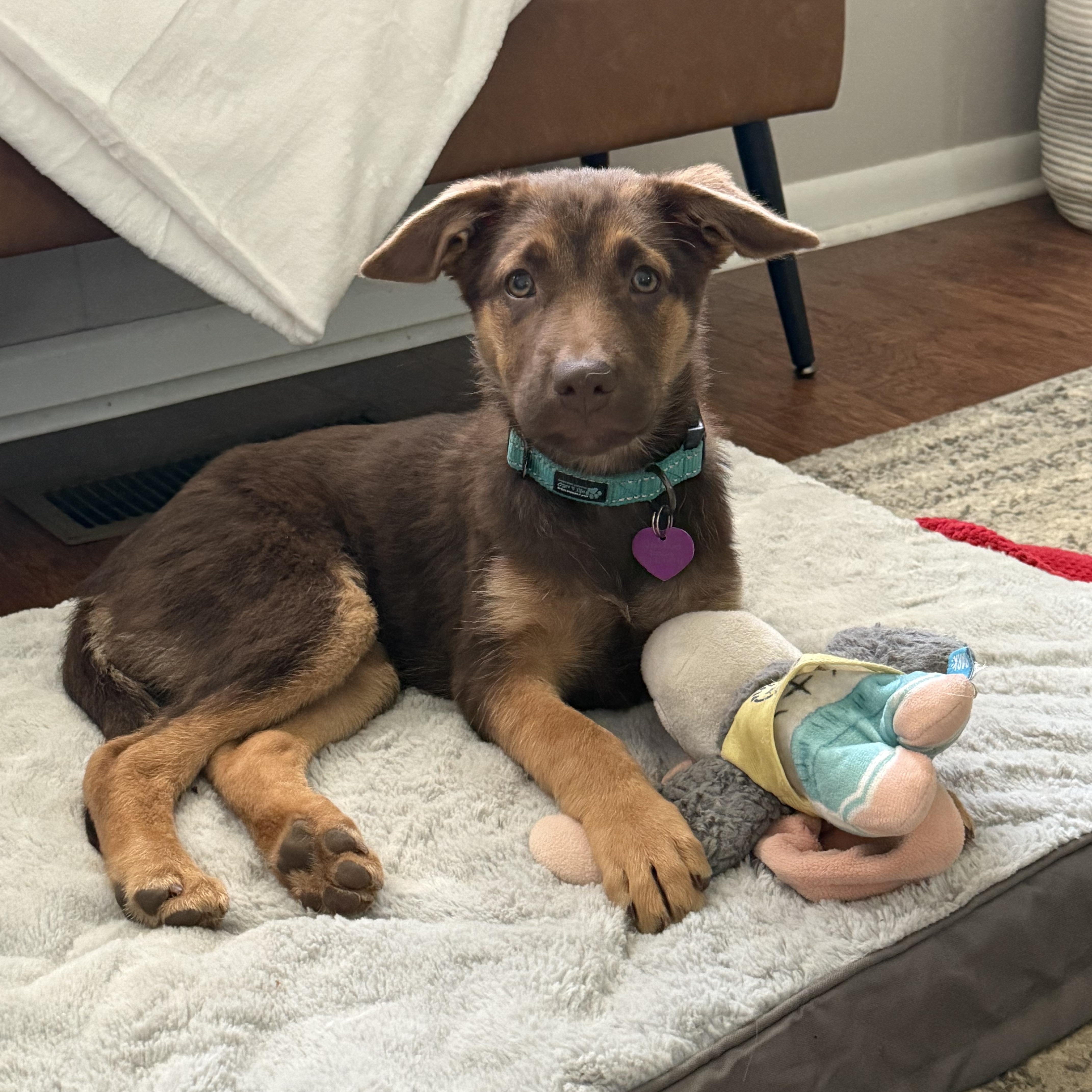 Trixie, a Adoptable mixed breed in Little Rock, AR image 4/6