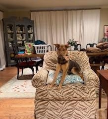 Enlarge Trixie, a Adoptable mixed breed in Little Rock, AR image 4/6