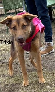 Enlarge Trixie, a Adoptable mixed breed in Little Rock, AR image 2/5