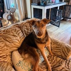 Trixie, Adoptable, Young Female Shepherd & Mixed Breed.