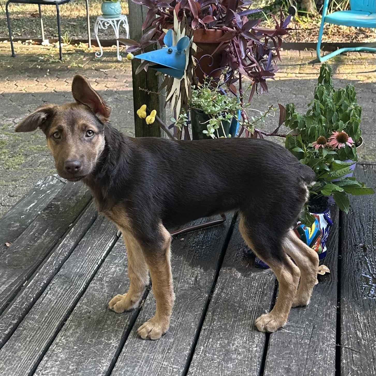 Trixie, a Adoptable mixed breed in Little Rock, AR image 2/6