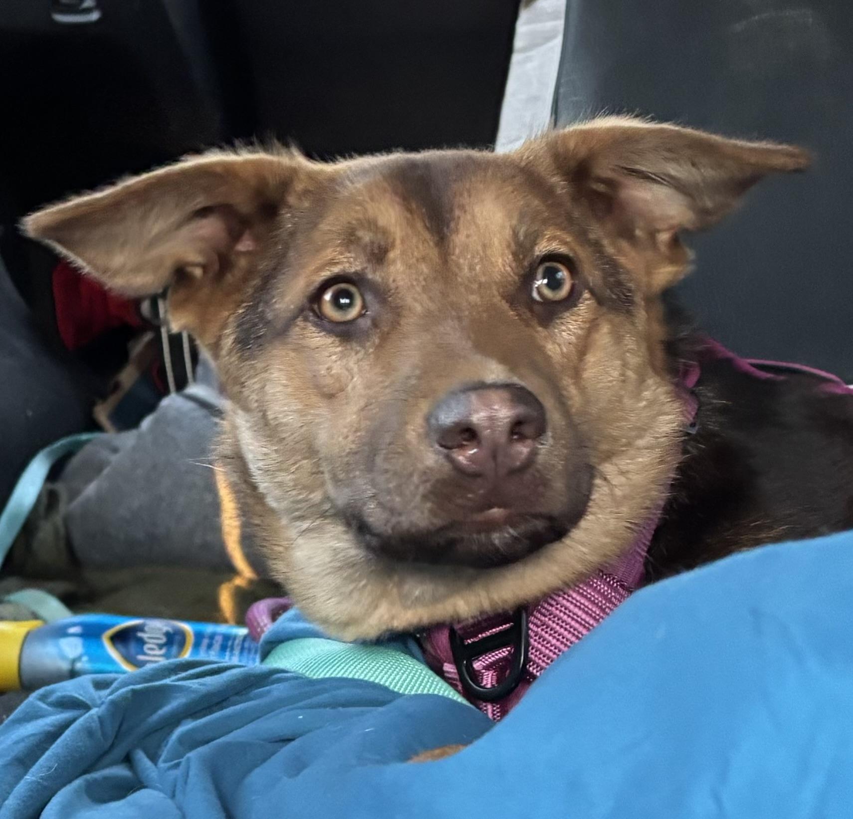 Enlarge Trixie, a Adoptable mixed breed in Little Rock, AR image 1/6