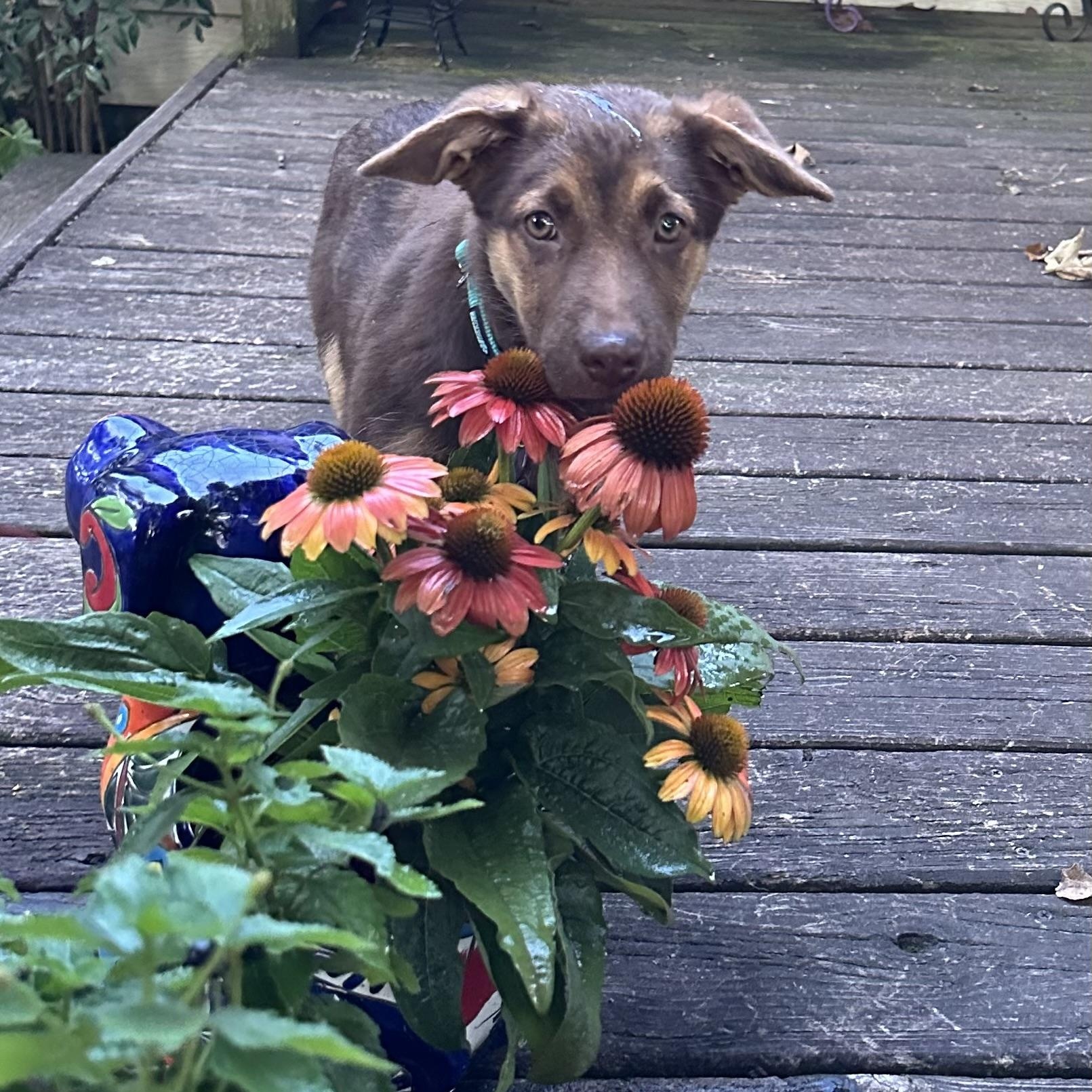 Trixie, a Adoptable mixed breed in Little Rock, AR image 5/6
