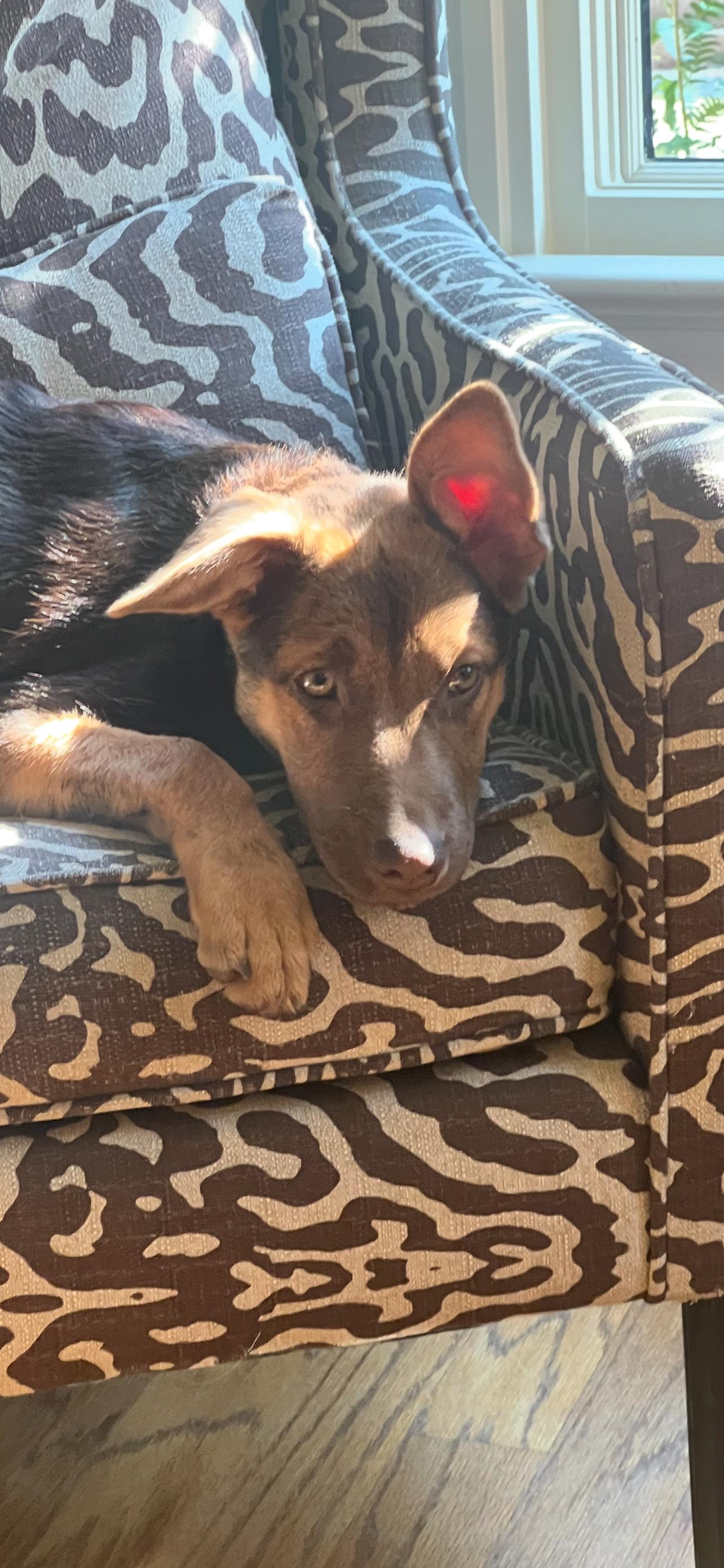 Trixie, a Adoptable mixed breed in Little Rock, AR image 3/6