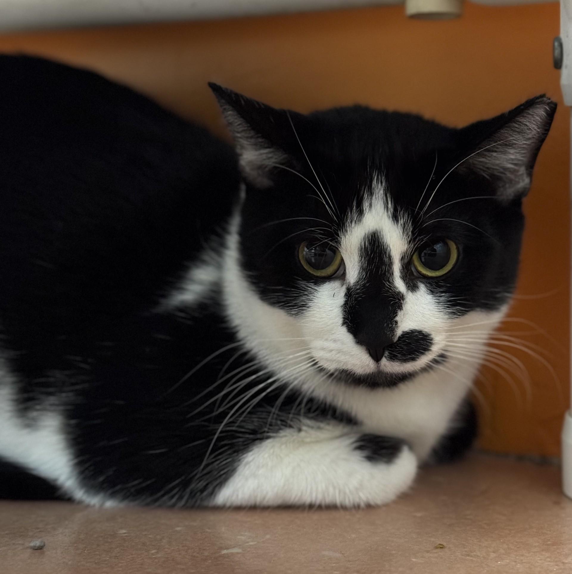 Enlarge Juanita, a Adoptable Domestic Short Hair in North Miami Beach, FL image 1/1