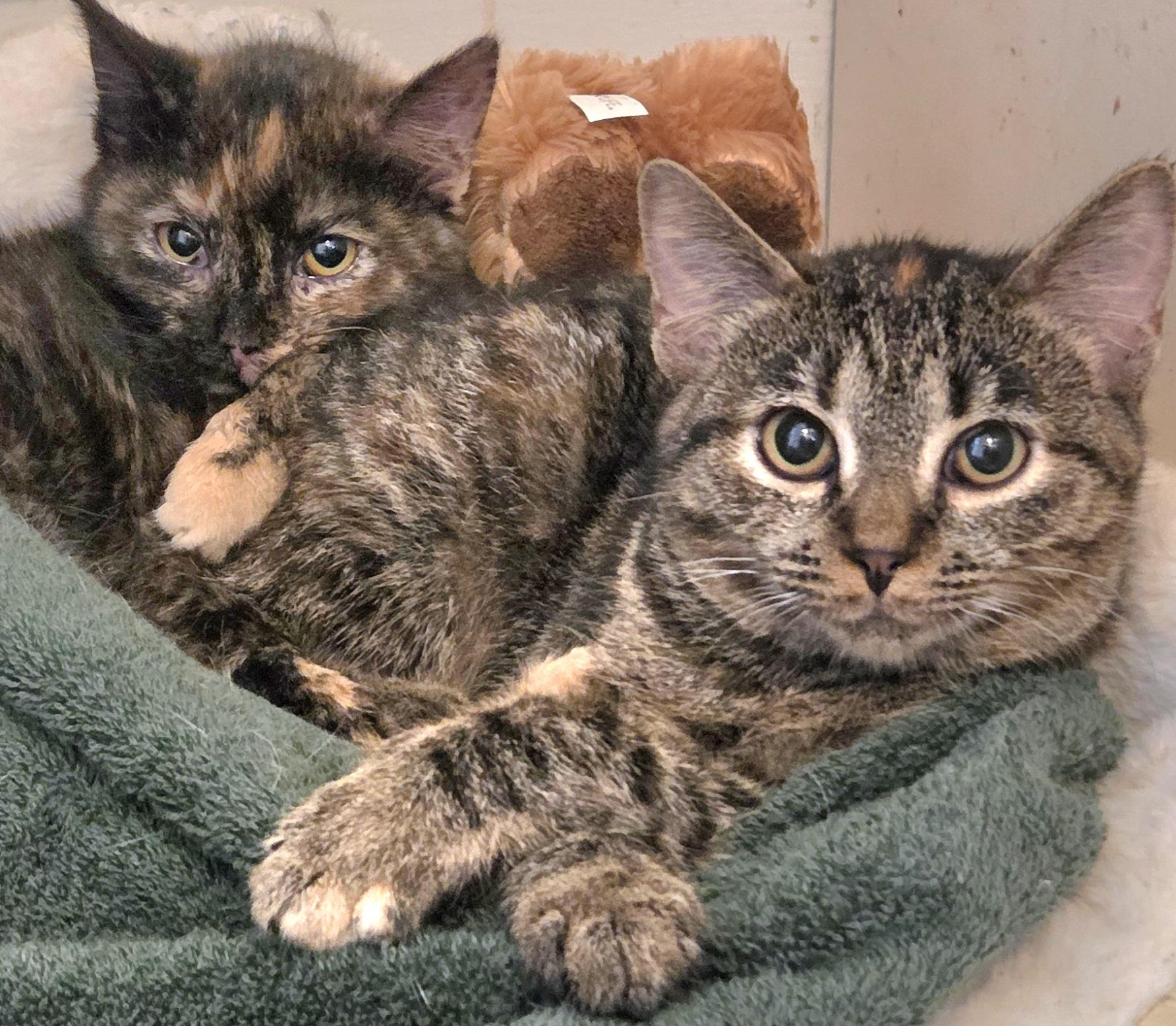 Lacey, Adoptable, Young Female American Shorthair & Torbie.