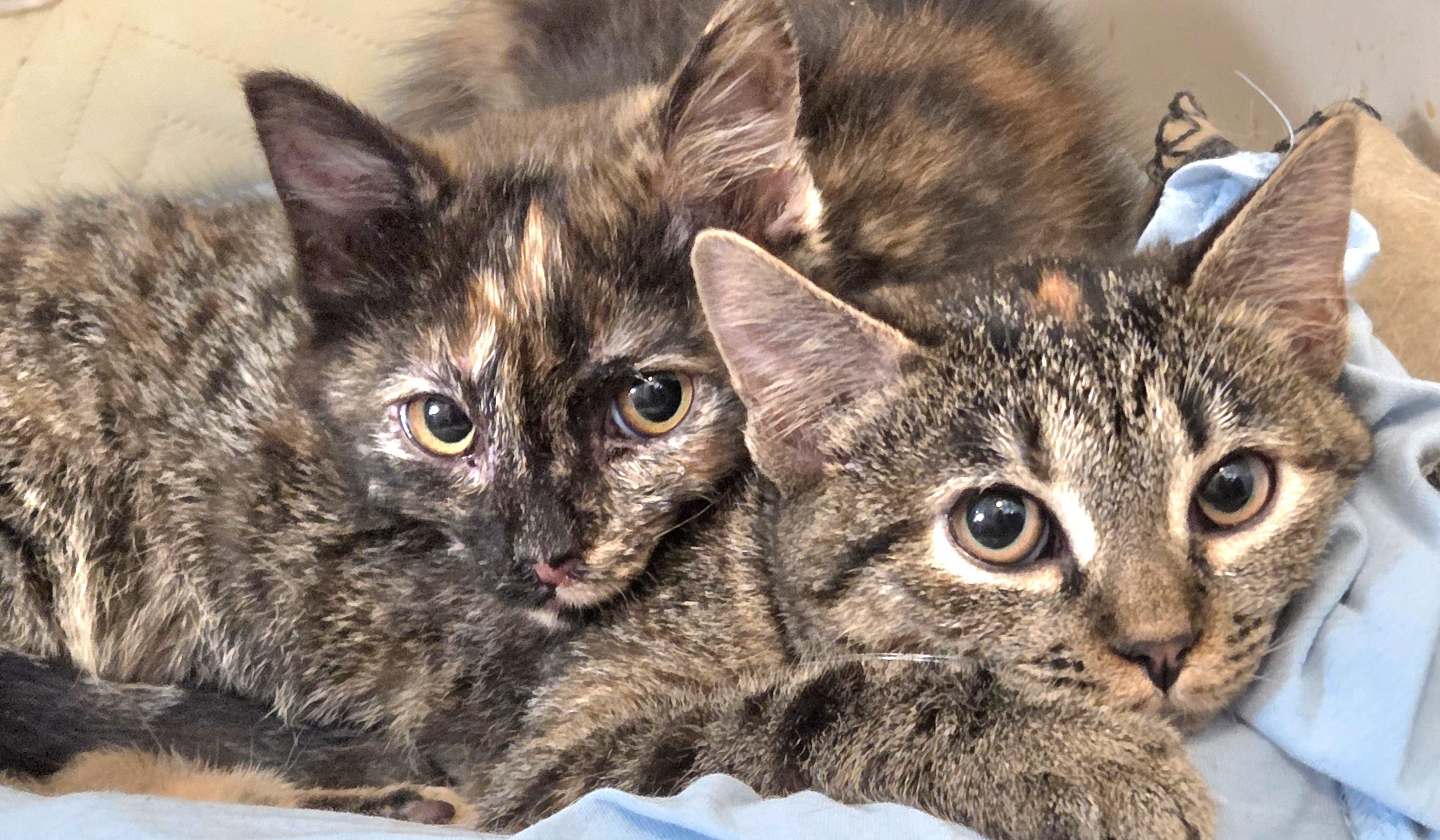 Enlarge Lacey, a Adoptable mixed breed in Huntsburg, OH image 3/3