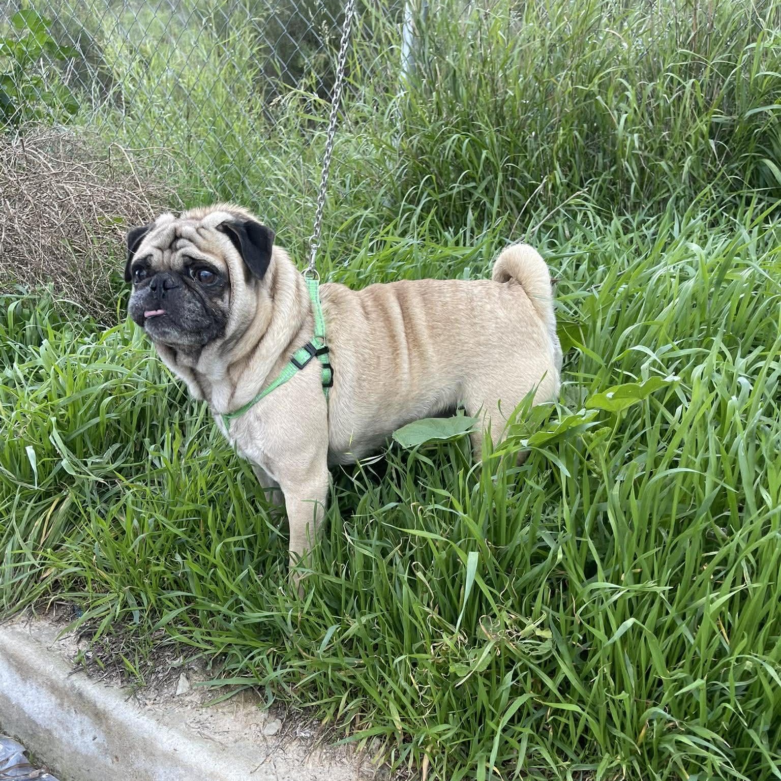 Enlarge MIKE 3 to 4 yrs and 16 pounds, a Adoptable Pug in Oceanside, CA image 3/4
