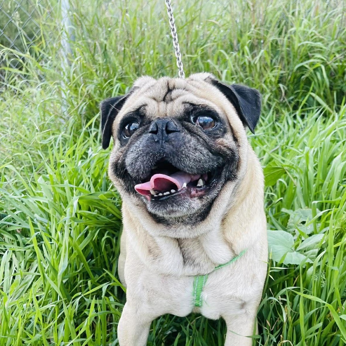 Enlarge MIKE 3 to 4 yrs and 16 pounds, a Adoptable Pug in Oceanside, CA image 1/4