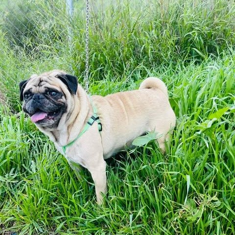 Enlarge MIKE 3 to 4 yrs and 16 pounds, a Adoptable Pug in Oceanside, CA image 4/4