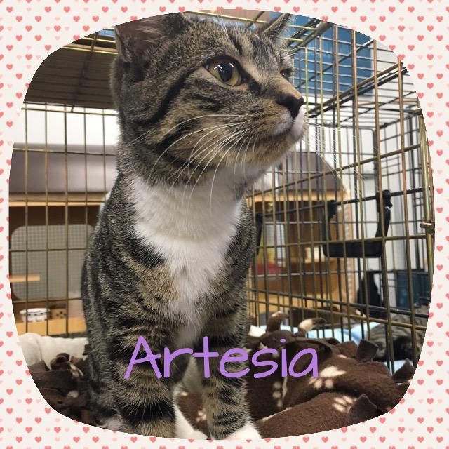 Sophie (Artesia), Adoptable, Senior Female Domestic Short Hair.