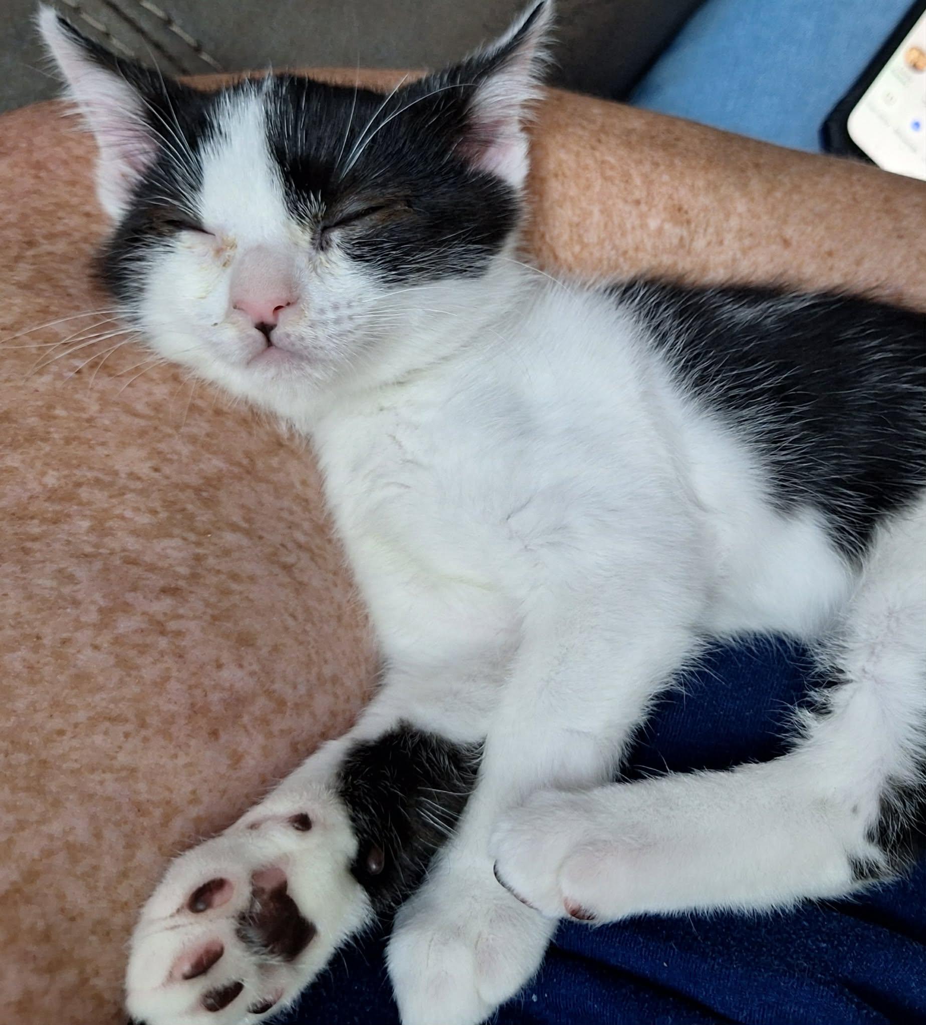 Pip, a ADOPTABLE Domestic Short Hair in Sheridan, OR image 5/5