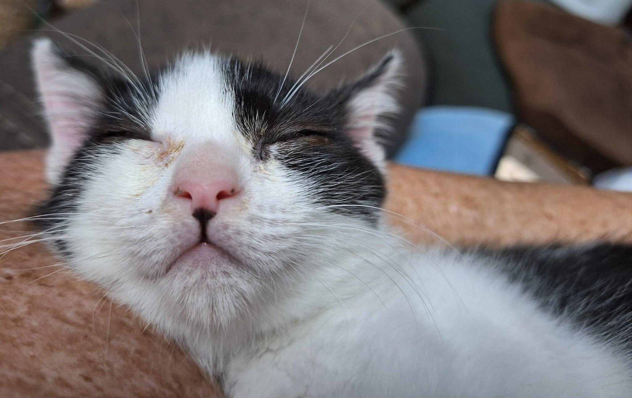 Pip, a ADOPTABLE Domestic Short Hair in Sheridan, OR image 2/5
