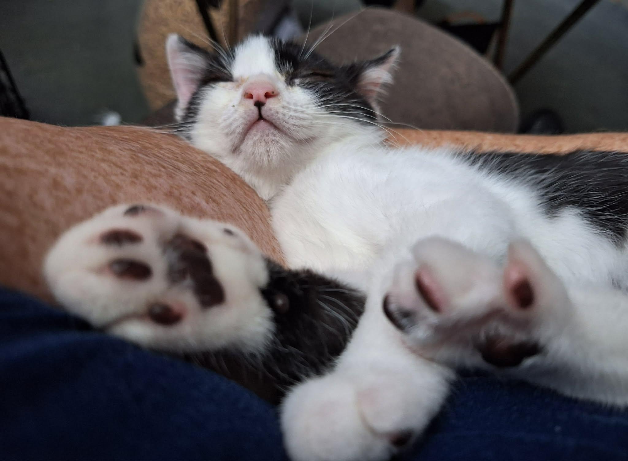 Pip, a ADOPTABLE Domestic Short Hair in Sheridan, OR image 4/5