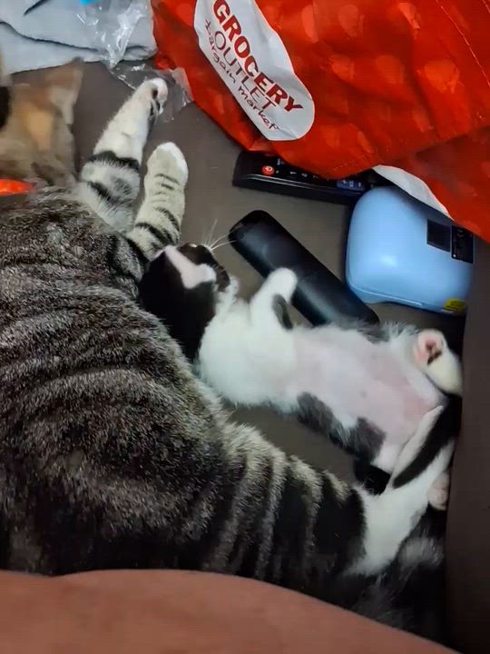 Enlarge Pip, a ADOPTABLE Domestic Short Hair in Sheridan, OR video 3/5