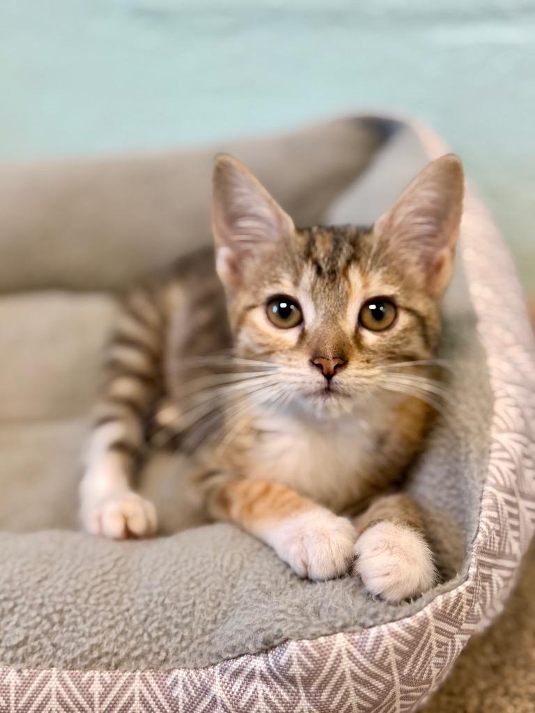 Pawlina, Adoptable, Kitten Female Domestic Short Hair.