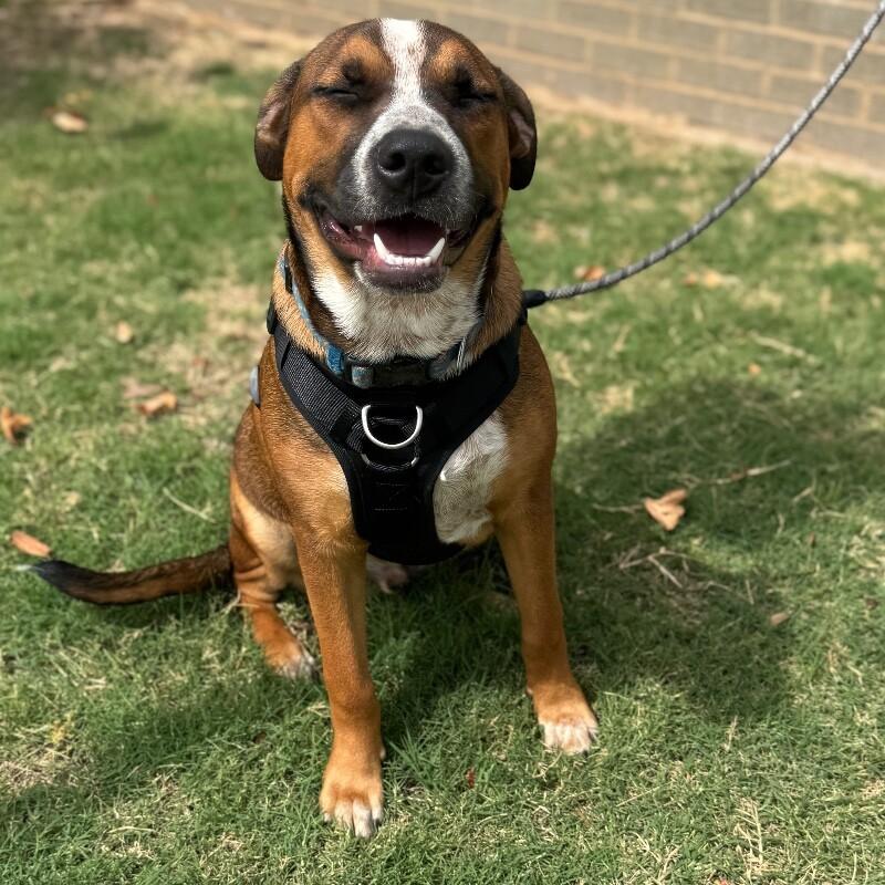 SIMBA (ORANGE) DISNEY, a Adoptable mixed breed in lawton, OK image 1/6