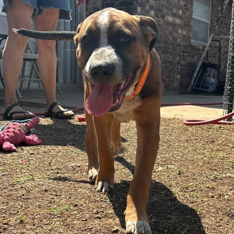 SIMBA (ORANGE) DISNEY, a Adoptable mixed breed in lawton, OK image 2/6