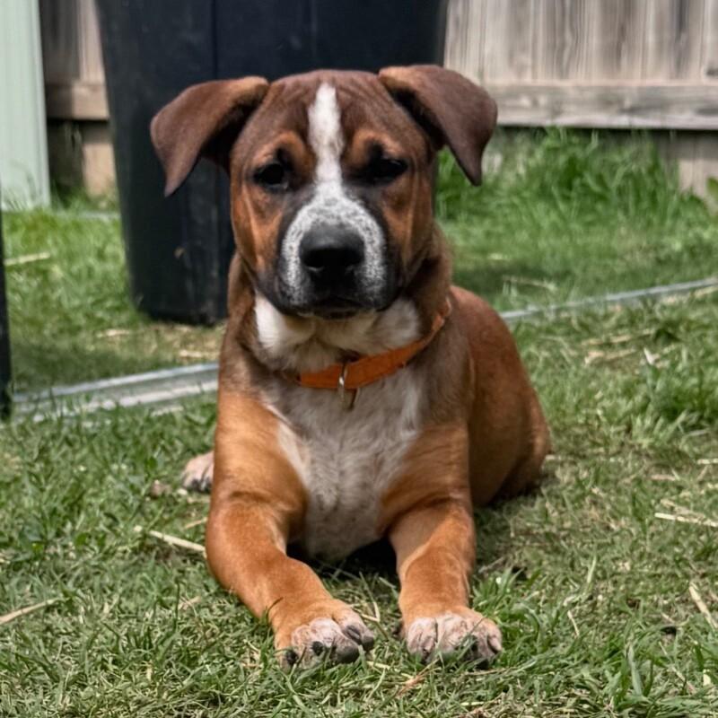 SIMBA (ORANGE) DISNEY, a Adoptable mixed breed in lawton, OK image 3/6