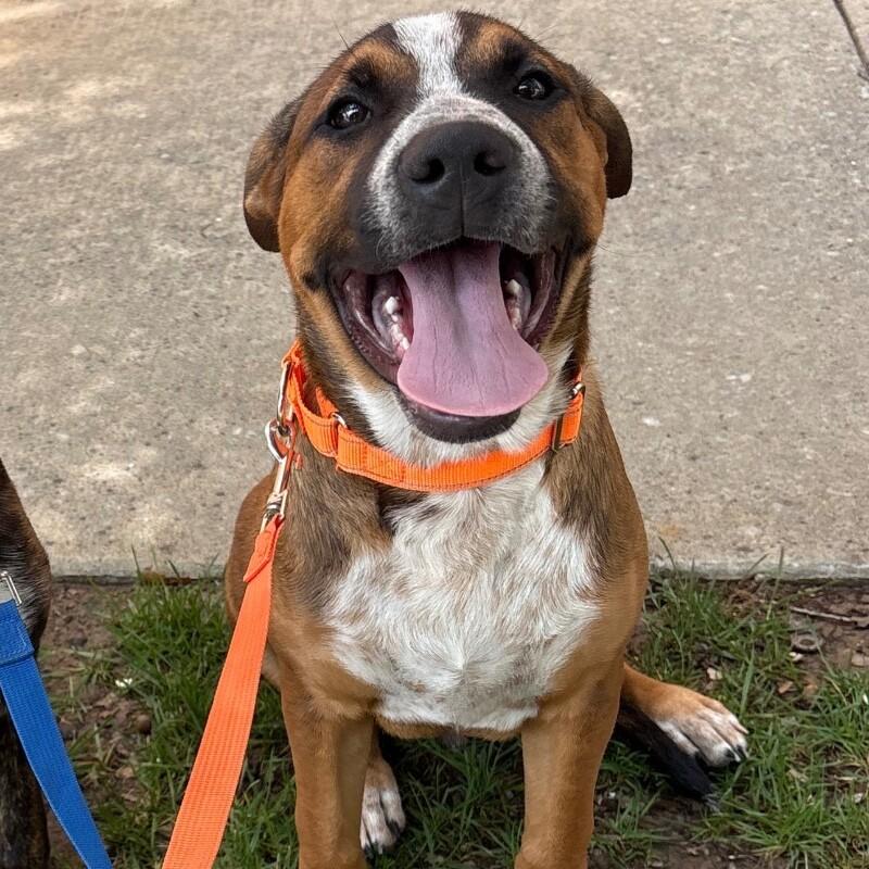 SIMBA (ORANGE) DISNEY, a Adoptable mixed breed in lawton, OK image 4/6