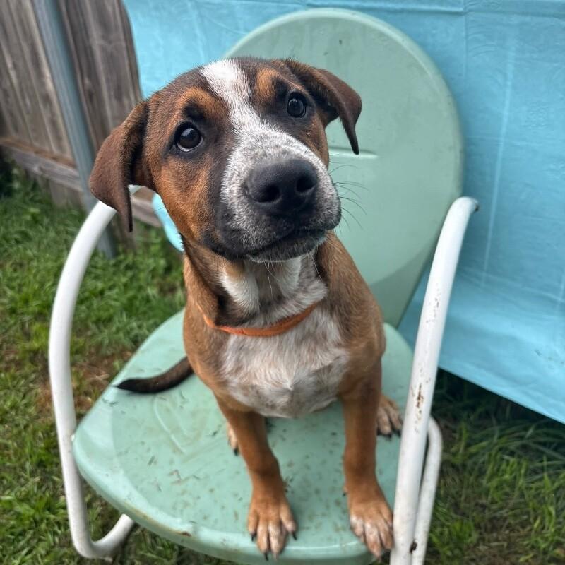 SIMBA (ORANGE) DISNEY, a Adoptable mixed breed in lawton, OK image 5/6
