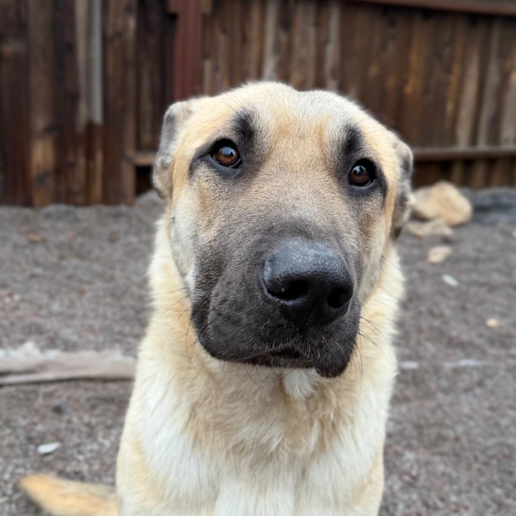 Strauss, Adoptable, Adult Male German Shepherd Dog & Mixed Breed.
