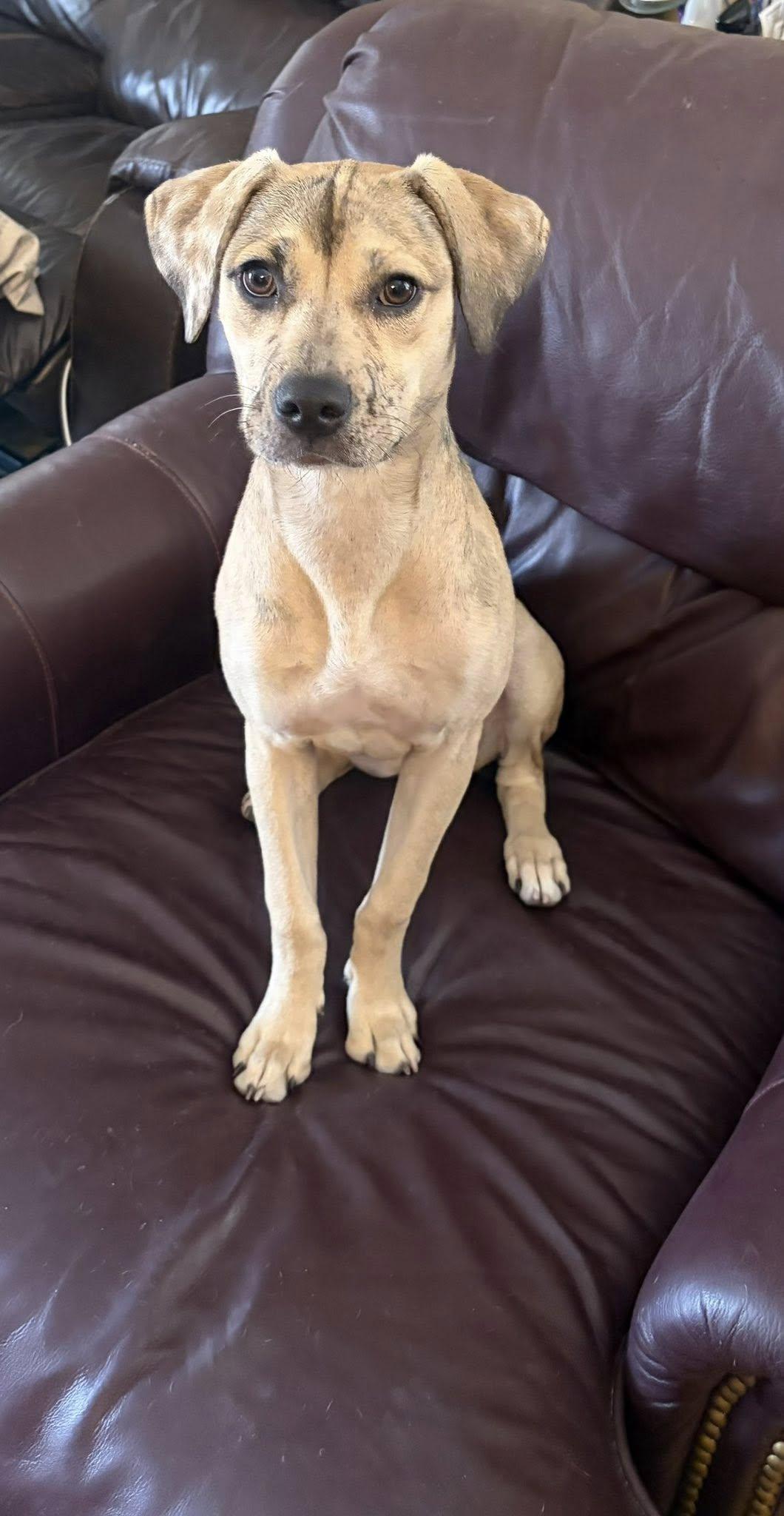 Enlarge Gracie (Courtesy post), a Adopted Catahoula Leopard Dog in Phoenix, AZ image 1/3
