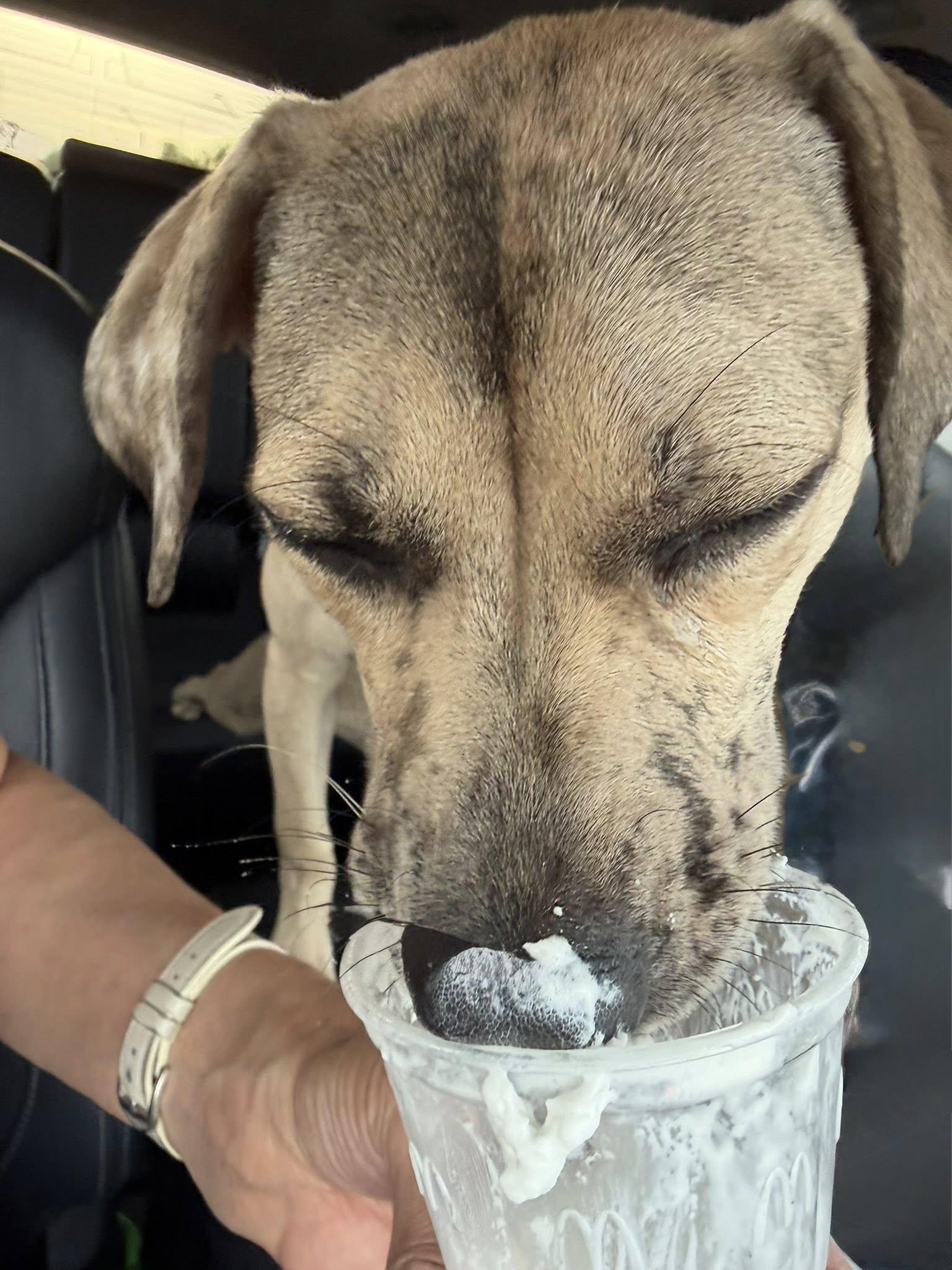 Enlarge Gracie (Courtesy post), a Adopted Catahoula Leopard Dog in Phoenix, AZ image 2/3