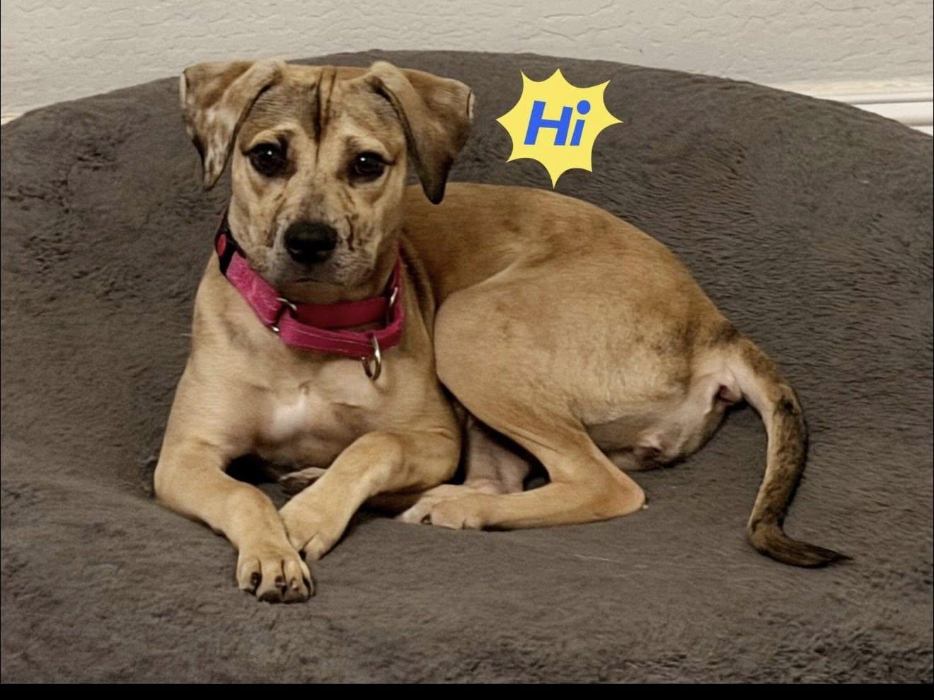 Enlarge Daisy (Courtesy Post), a Adoptable Catahoula Leopard Dog in Phoenix, AZ image 1/3