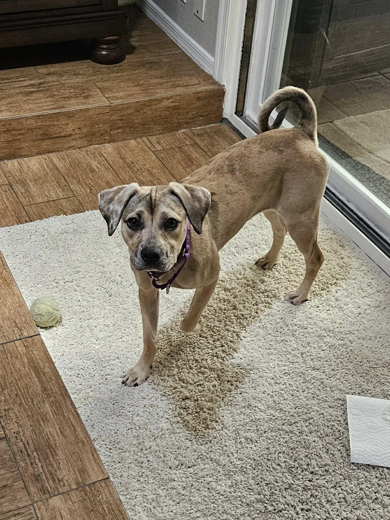 Enlarge Daisy (Courtesy Post), a Adoptable Catahoula Leopard Dog in Phoenix, AZ image 2/3