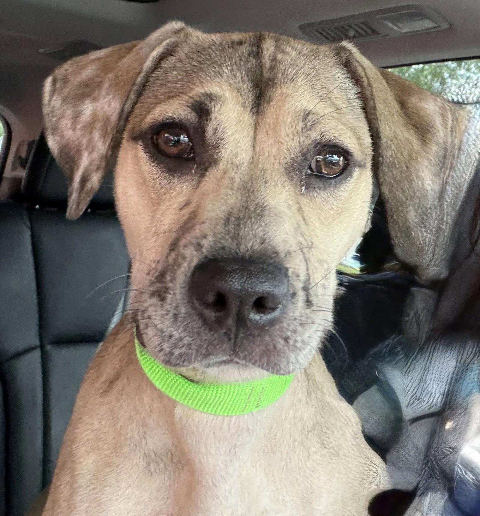 Enlarge Gracie (Courtesy post), a Adopted Catahoula Leopard Dog in Phoenix, AZ image 3/3