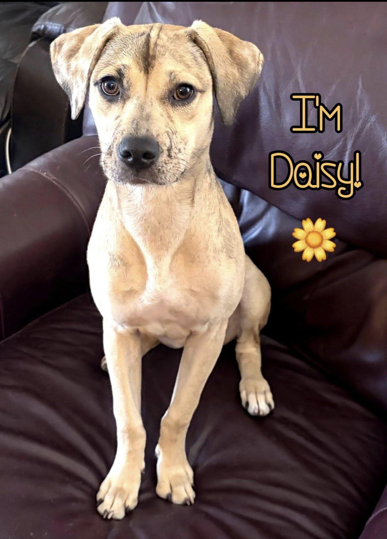 Enlarge Daisy (Courtesy Post), a Adoptable Catahoula Leopard Dog in Phoenix, AZ image 3/3